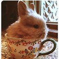Very Fluffy Tea Cup Bunny