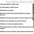 Weird Facts About Rabbits