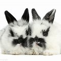 White and Black Bunny Baby with Bandaind