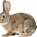 Wild Hare Rabbit On White Background