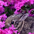 Windows Wallpaper Desktop Background Spring Rabbit