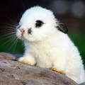 World's Cutest Bunnies