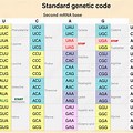 mRNA Amino Acid Sequence