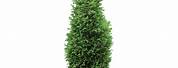 Arborvitae Trees Cut Out Background