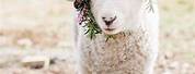 Beautiful Baby Lamb Cute