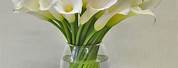 Big Vase White Callas