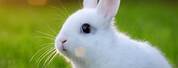 Cute White Baby Bunny Rabbit Side View