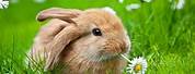 Free Pictures of Bunny in Field of Flowers