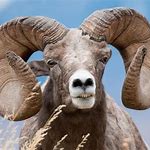 Bighorn