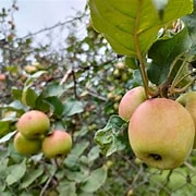 sejarah apel manalagi