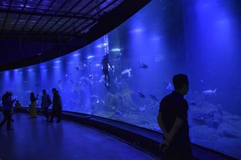 Ciri-ciri Aquarium yang Ada di Indonesia
