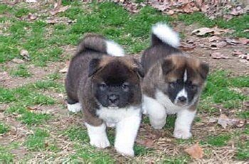 Akita Rottweiler puppy