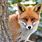 A Fox Animal