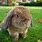 A Holland Lop