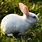 A White Rabbit