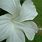 Albino Flower
