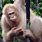 Albino Orangutan