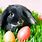 Animal Easter Bunny