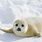 Arctic Harp Seal