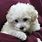 Baby Teacup Poodle White