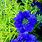 Blue Perennial Flowers That Bloom All Summer