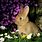 Bunny Images. Free