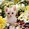 Cat and Flower Wallpaper