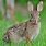 Cottontail Rabbit Breeds