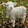 Cute Baby Lamb Animals