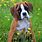 Cute Boxer Dog Pictures