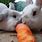 Cute Bunny Eating Carrot