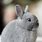 Cute Grey Bunny