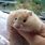 Dwarf Teddy Bear Hamster