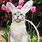 Easter Bunny Cat