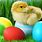 Easter Bunny Chick
