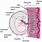 Embryo Placenta