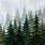 Evergreen Forest Drawing