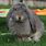 French Lop Eared Rabbit