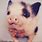Funny Cute Baby Pigs