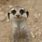 Funny Meerkat Cute Animal