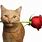 Gato with Flower