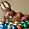 Happy Easter Chocolate Bunny