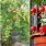 How to Grow a Pomegranate Tree