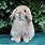 Mini Lop Rabbit Pets