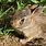 Newborn Cottontail Rabbit