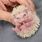 Newborn Hedgehog