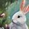 Paintings of Bunnies