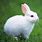 Picture of White Rabbit