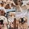 Pinterest Desktop Wallpaper Dog