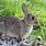 Rabbit Animal Mammal a Bunny